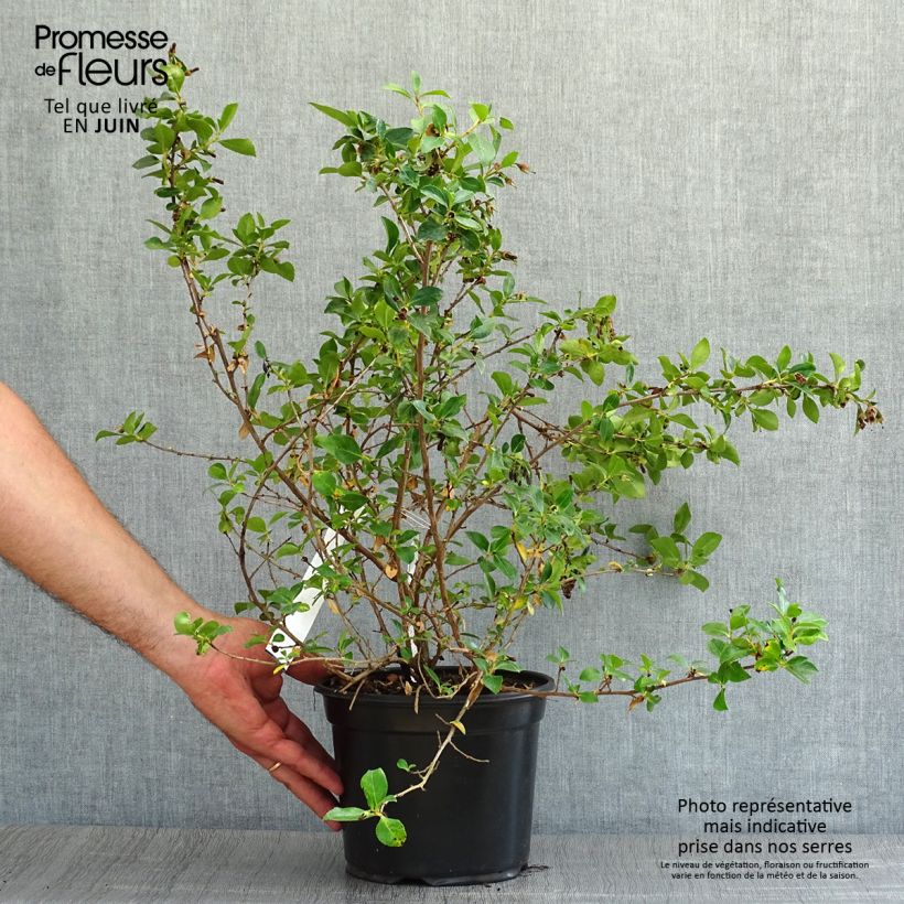 Exemplaar van Escallonia rubra macrantha - Escalloniastruik Pot van 3 l/4 l zoals geleverd in de zomer