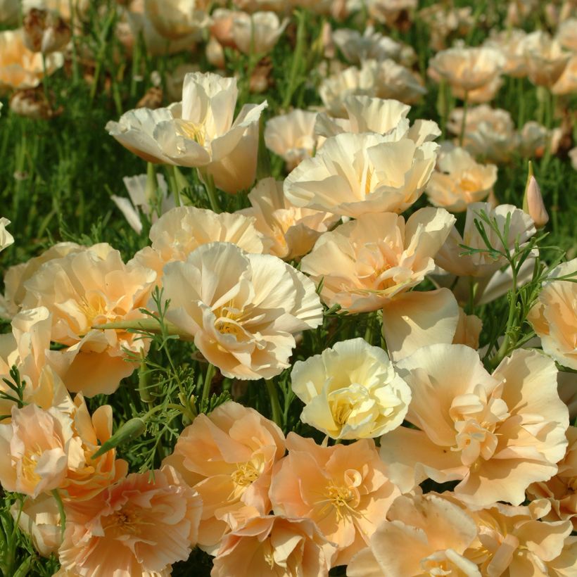 Eschscholzia californica Pink Champagne (zaad) – Slaapmutsje (Bloei)
