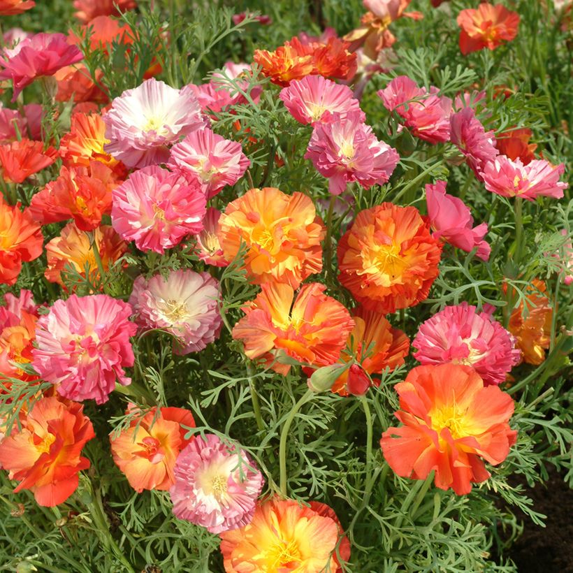 Eschscholzia californica Jelly Beans (zaad) – Slaapmutsje (Bloei)