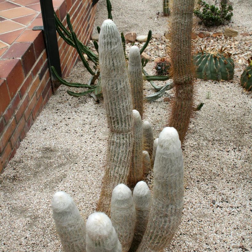 Espostoa churinensis - Cactus cierge (Groeiplaats)