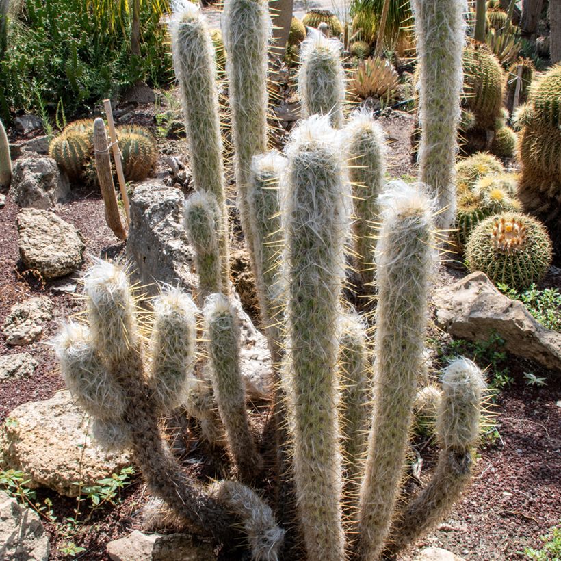 Espostoa lanata - Peruaanse oude man cactus (Groeiplaats)