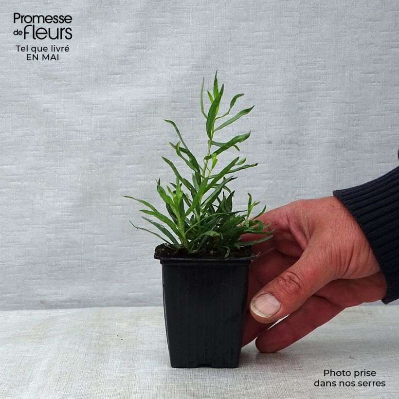 Exemplaar van Dragon - Artemisia dracunculus Kweekpotje van 7/8 cm zoals geleverd in de lente