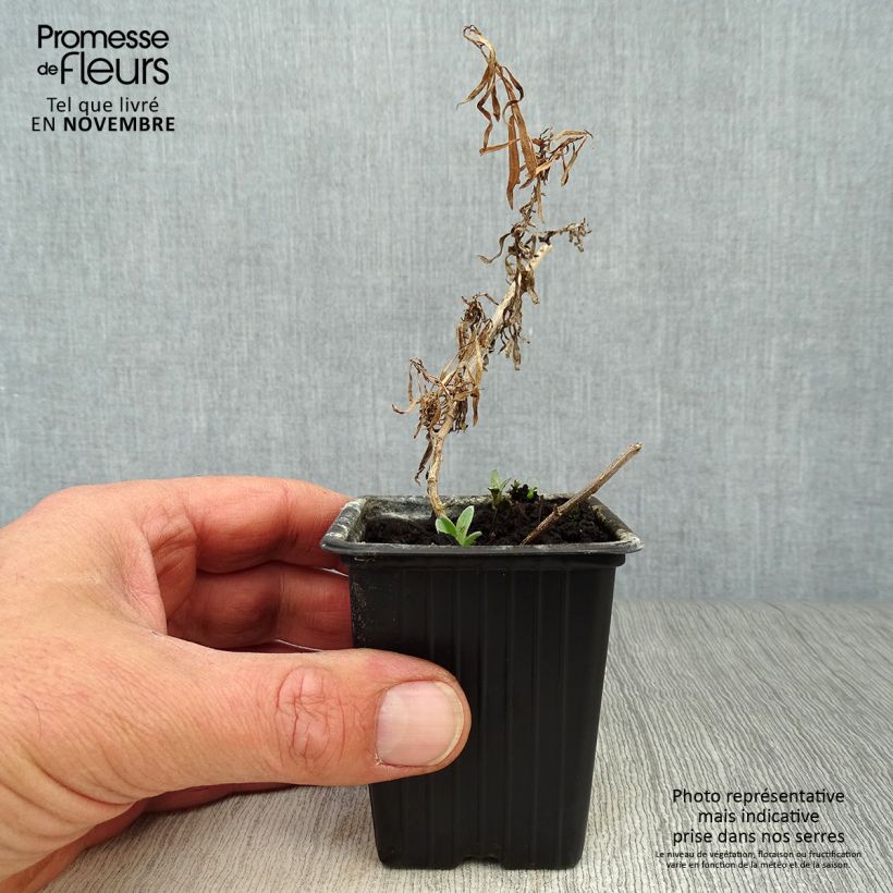 Exemplaar van Dragon - Artemisia dracunculus Kweekpotje van 7/8 cm zoals geleverd in de herfst