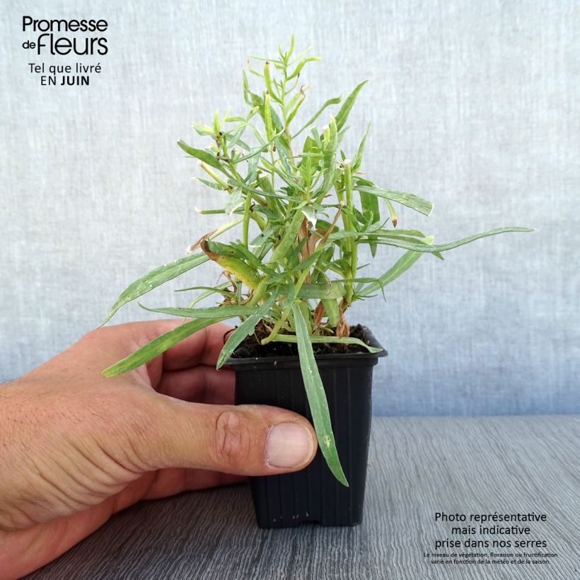 Exemplaar van Dragon - Artemisia dracunculus Kweekpotje van 7/8 cm zoals geleverd in de zomer