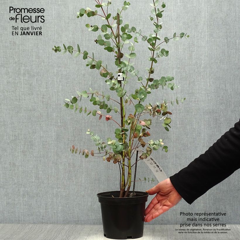 Example of Eucalyptus pulverulenta Baby Blue - Gomboom Pot van 2 l/3 l as you get in hiver