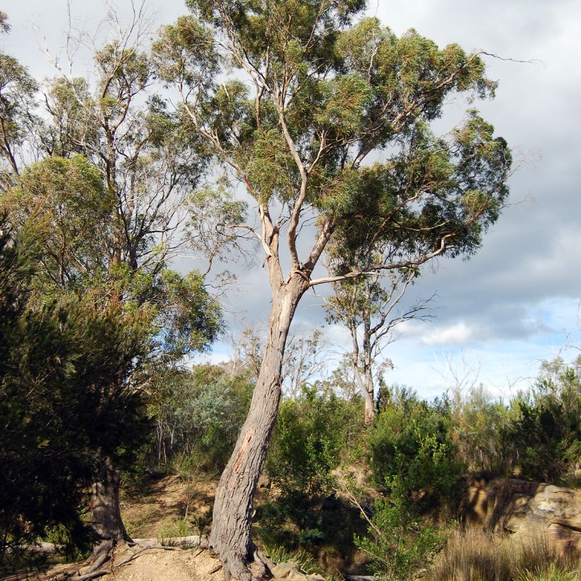 Eucalyptus amygdalina (Groeiplaats)