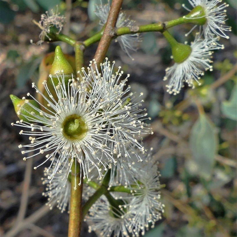 Eucalyptus camphora subsp. humeana (Bloei)