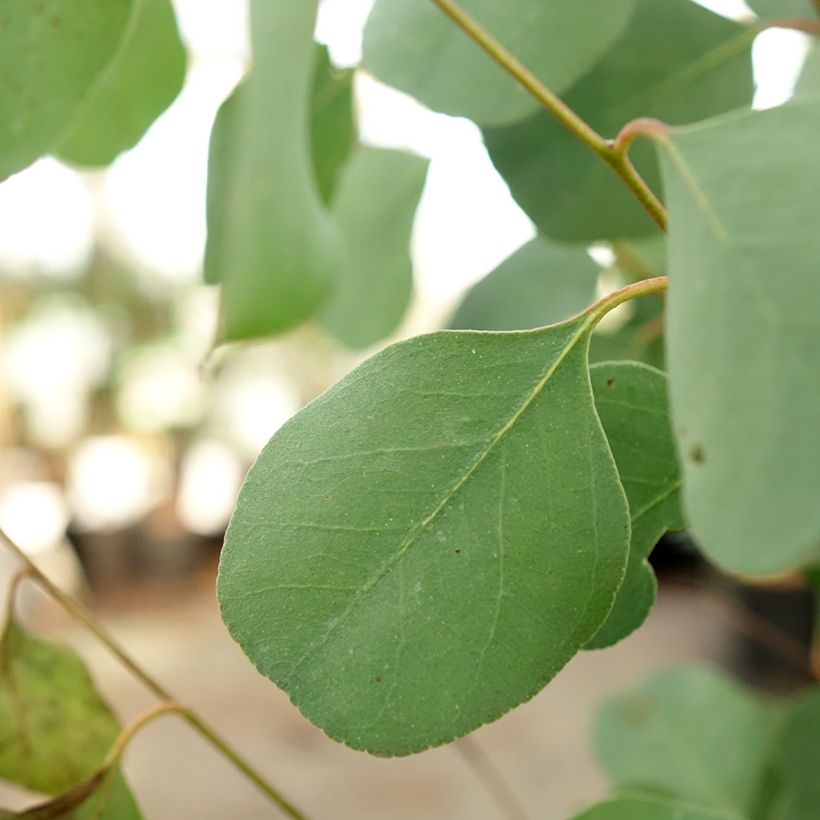 Eucalyptus camphora subsp. humeana (Blad)