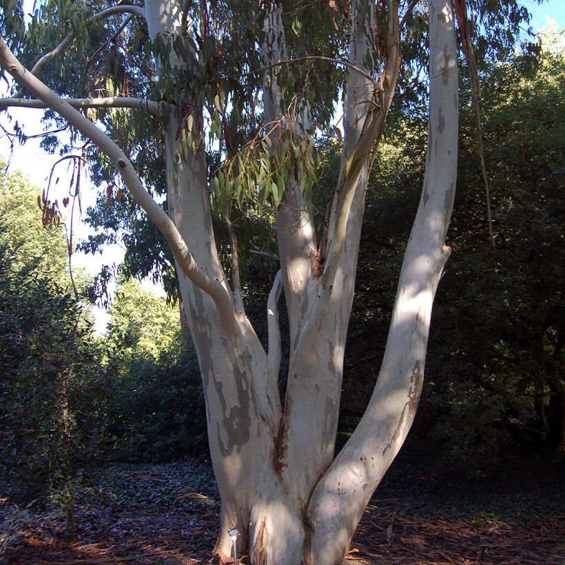 Eucalyptus dalrympleana - Gomboom (Groeiplaats)