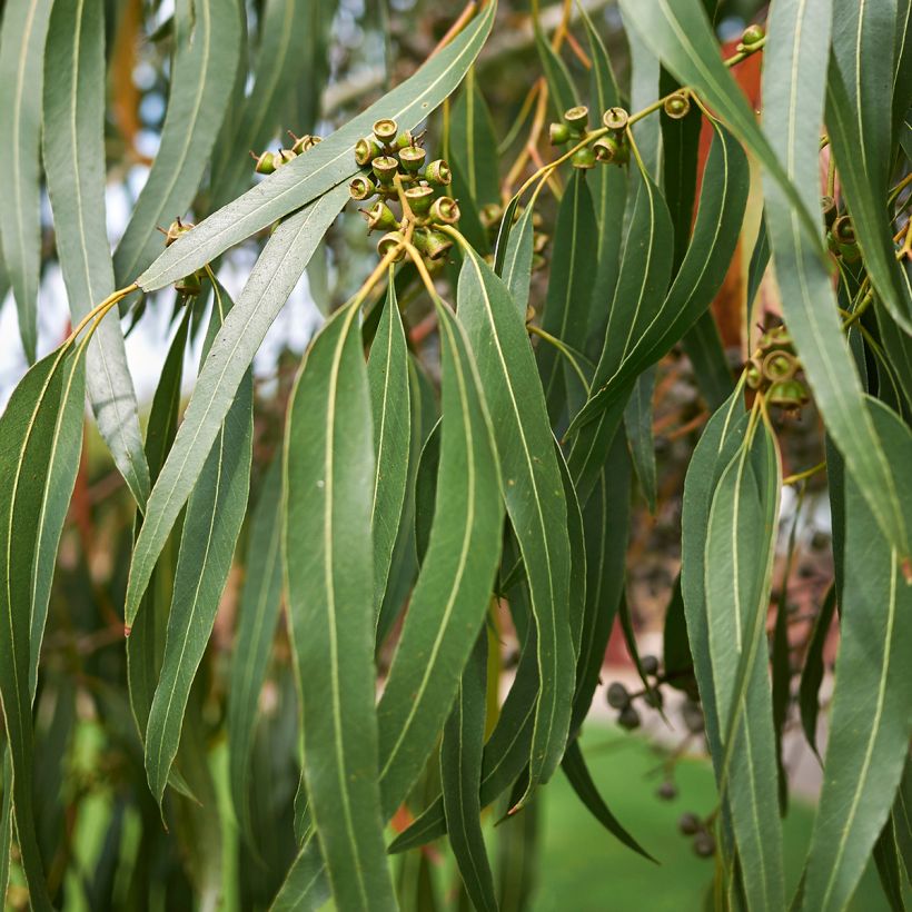 Eucalyptus dalrympleana - Gomboom (Blad)