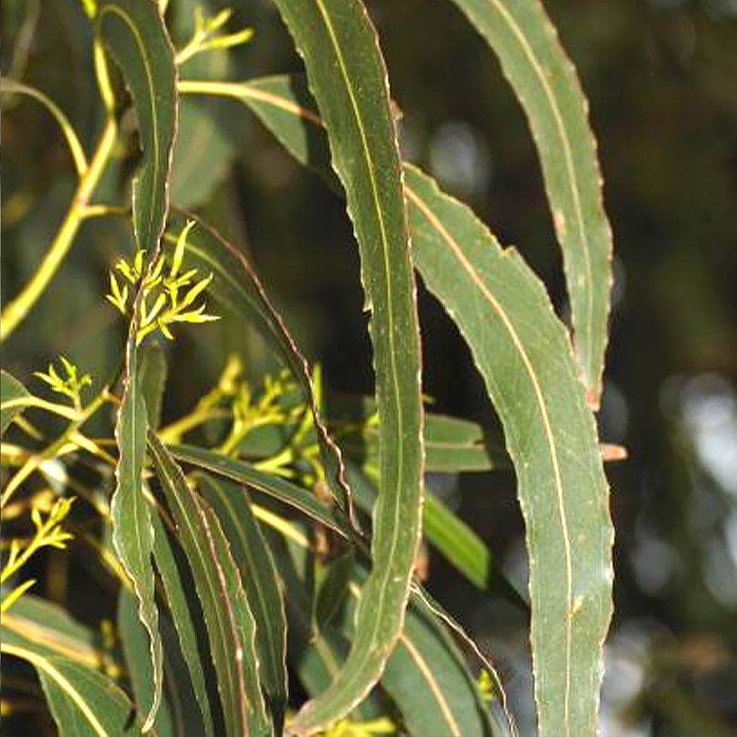 Eucalyptus denticulata - Shining gum (Blad)