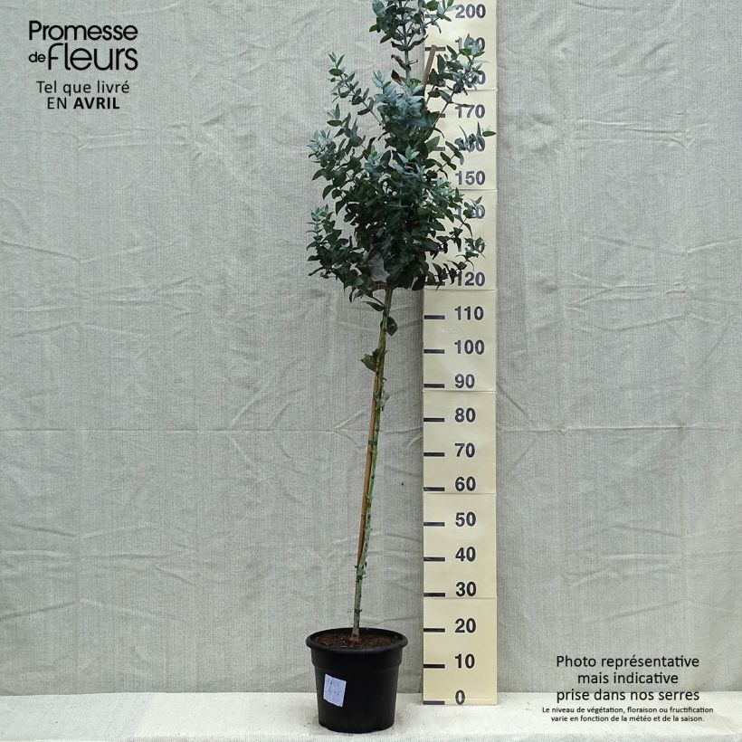 Example of Eucalyptus globulus - Eucalyptus commun ou Gommier bleu  Pot van 7,5 l/10 l as you get in printemps