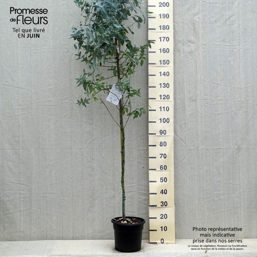 Exemplaar van Eucalyptus globulus - Blauwe gomboom Pot van 7,5 l/10 l zoals geleverd in de zomer