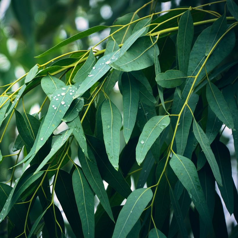 Eucalyptus globulus - Blauwe gomboom (Blad)