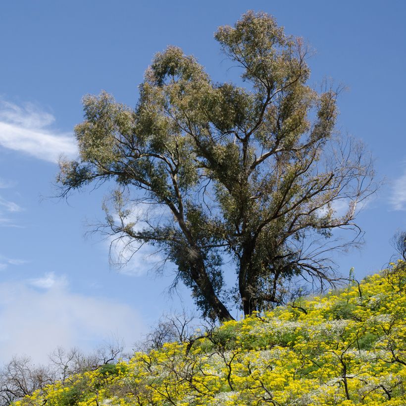 Eucalyptus globulus - Blauwe gomboom (Groeiplaats)