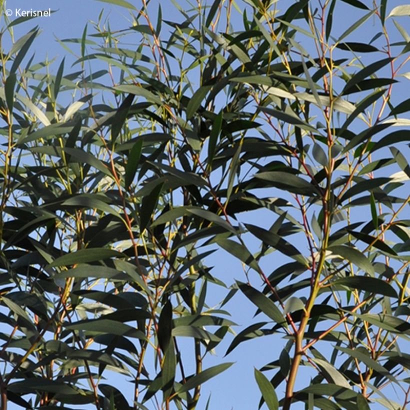 Eucalyptus gregsoniana - Gomboom (Foliage)