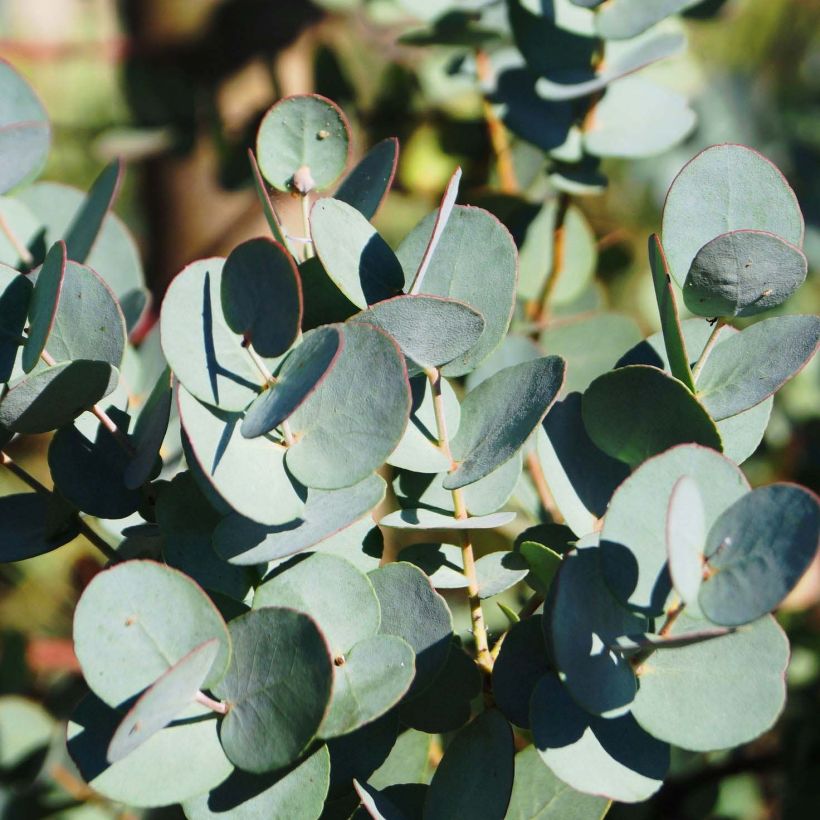 Eucalyptus gunnii Azura - Cidergomboom (Foliage)