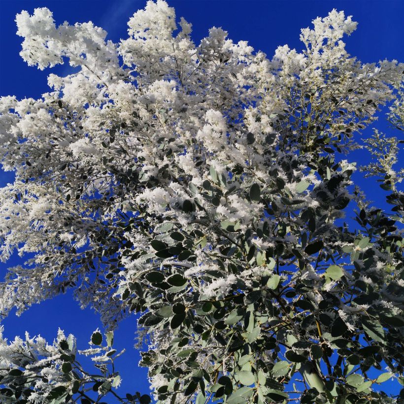 Eucalyptus gunnii Azura - Cidergomboom (Flowering)
