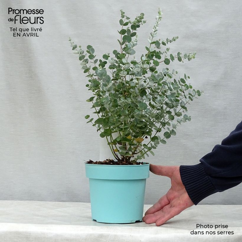 Exemplaar van Eucalyptus gunnii Azura - Cidergomboom Pot van 1,5 l/2 l zoals geleverd in de lente