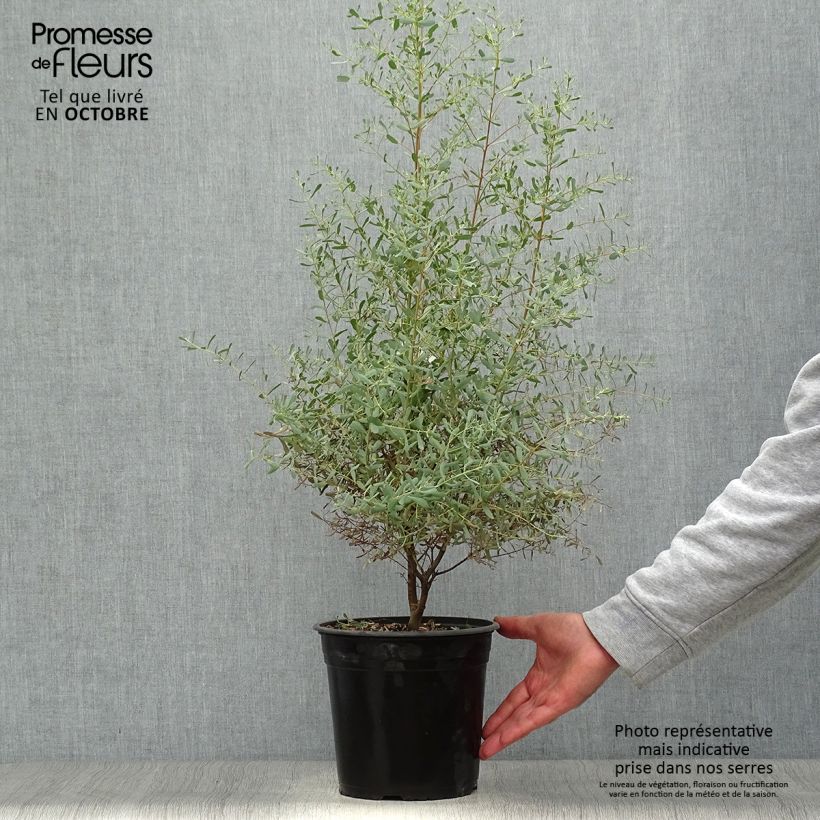 Exemplaar van Eucalyptus gunnii France Bleu Rengun - Cidergomboom Pot van 3 l/4 l zoals geleverd in de herfst