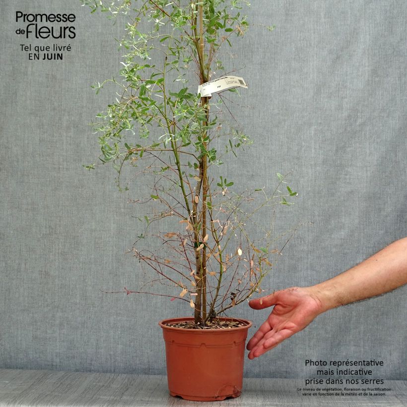 Exemplaar van Eucalyptus gunnii France Bleu Rengun - Cidergomboom Pot van 3 l/4 l zoals geleverd in de zomer