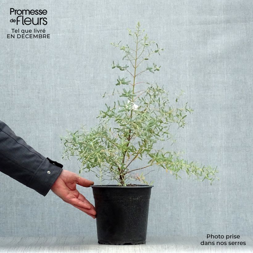 Example of Eucalyptus gunnii France Bleu Rengun - Cidergomboom Pot van 3 l/4 l as you get in hiver