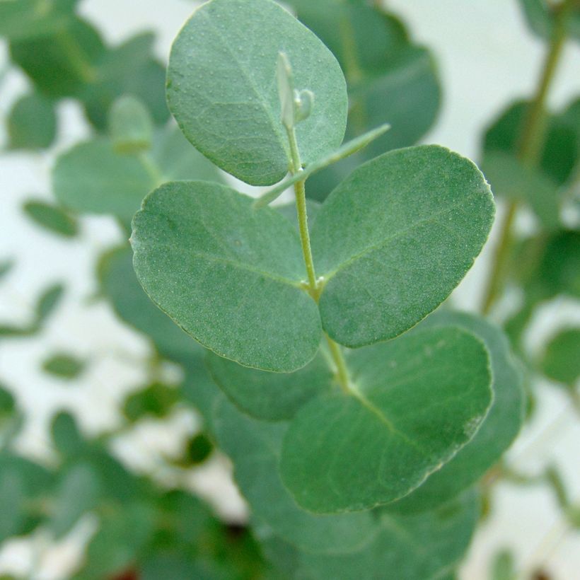 Eucalyptus gunnii - Cidergomboom (Foliage)