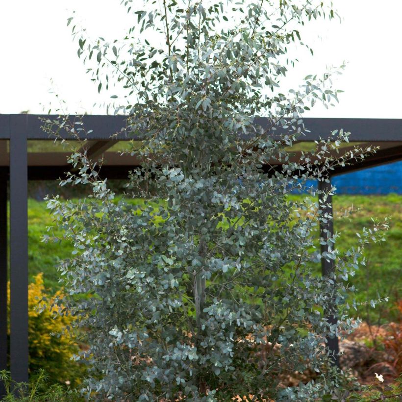 Eucalyptus gunnii Silverana - Cidergomboom (Plant habit)