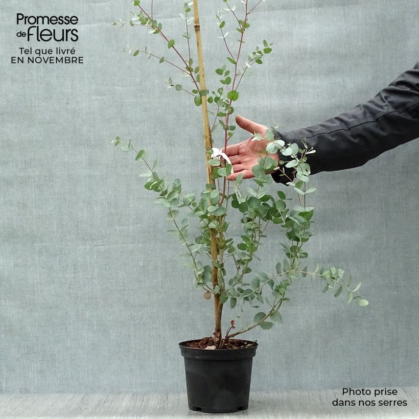 Exemplaar van Eucalyptus gunnii Silverana - Cidergomboom Pot van 1,5 l/2 l zoals geleverd in de herfst