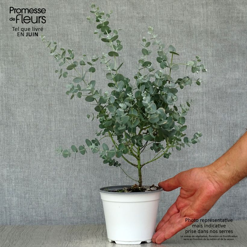 Exemplaar van Eucalyptus gunnii - Cidergomboom Pot van 1 l/1,5 l zoals geleverd in de zomer