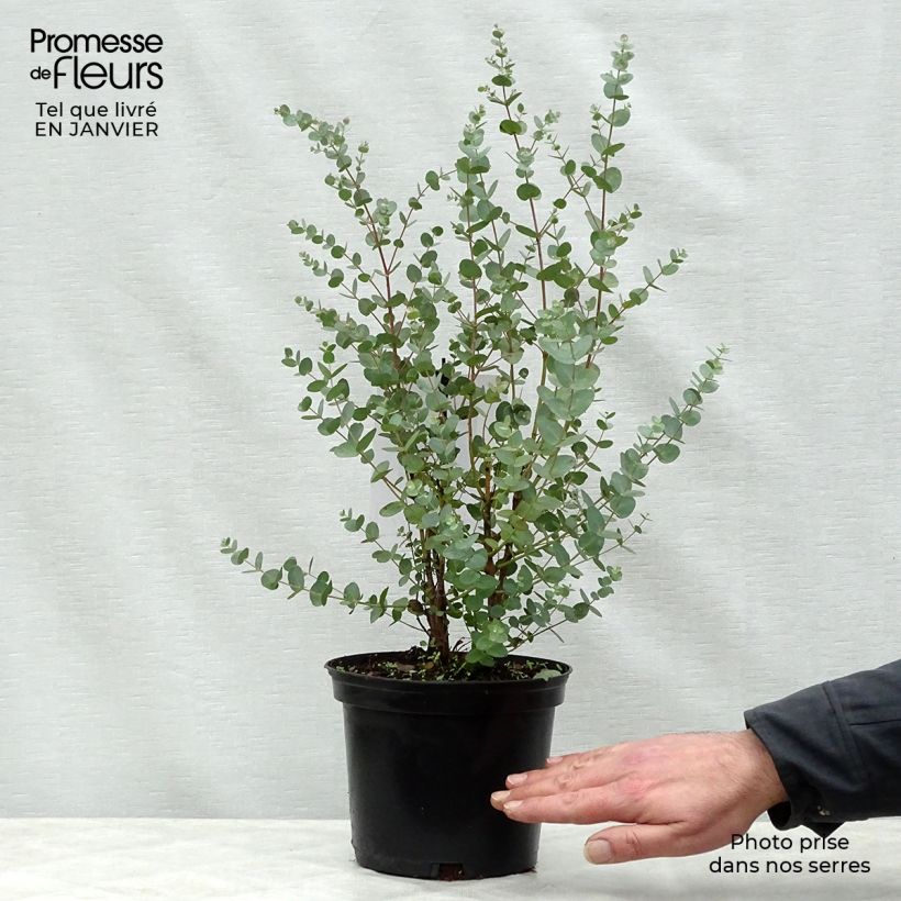 Example of Eucalyptus gunnii - Cidergomboom Pot van 2 l/3 l as you get in hiver