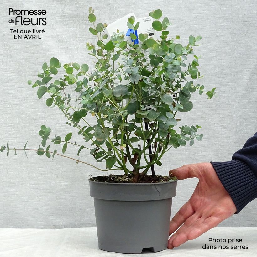 Exemplaar van Eucalyptus gunnii - Cidergomboom Pot van 2 l/3 l zoals geleverd in de lente