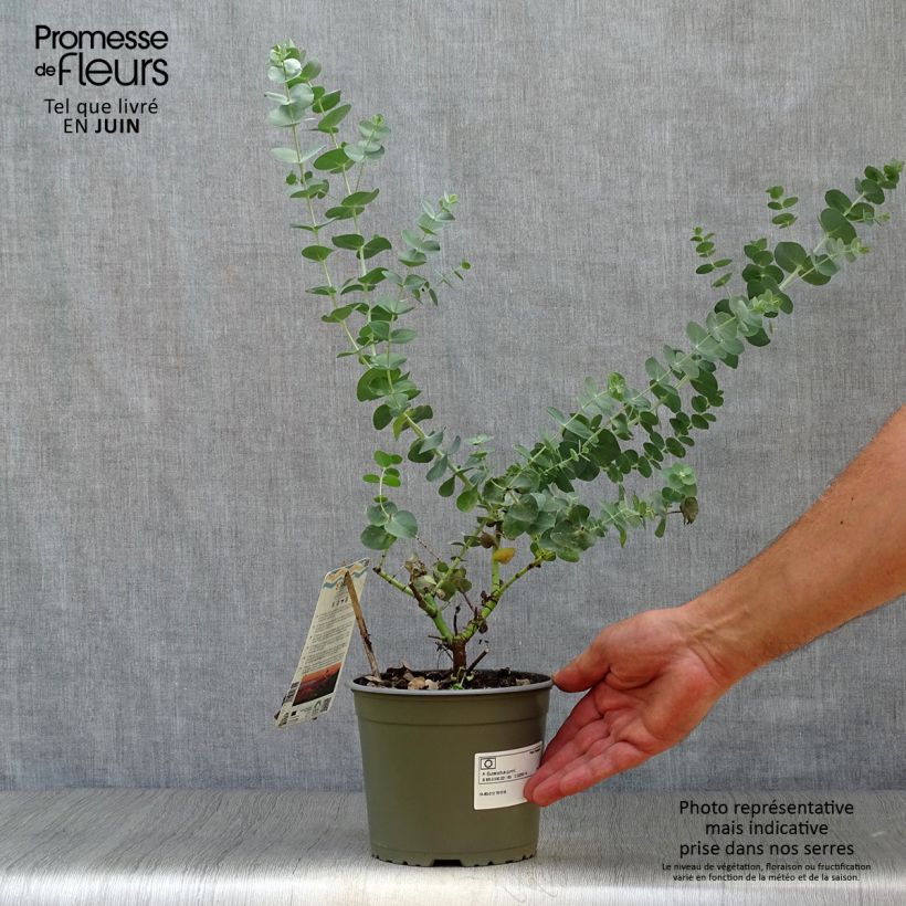 Exemplaar van Eucalyptus gunnii - Cidergomboom Pot van 2 l/3 l zoals geleverd in de zomer