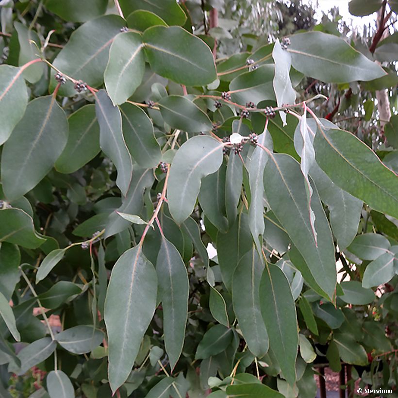 Eucalyptus neglecta - Gomboom (Foliage)