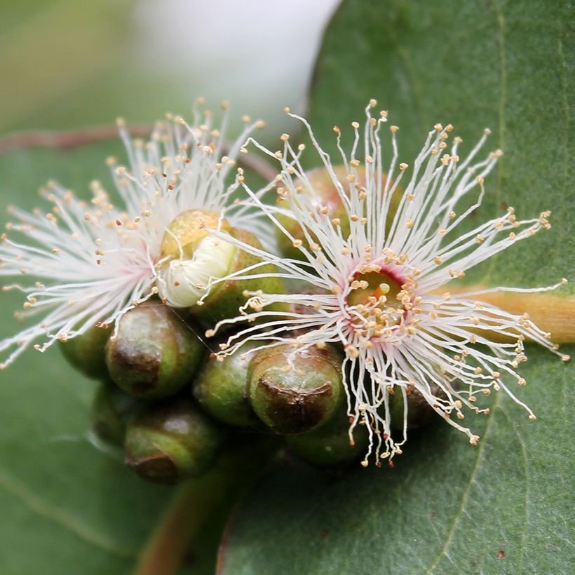 Eucalyptus neglecta - Gomboom (Flowering)