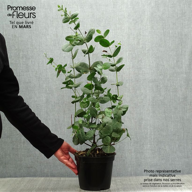 Exemplaar van Eucalyptus neglecta - Gomboom Pot van 4 l/5 l zoals geleverd in de lente