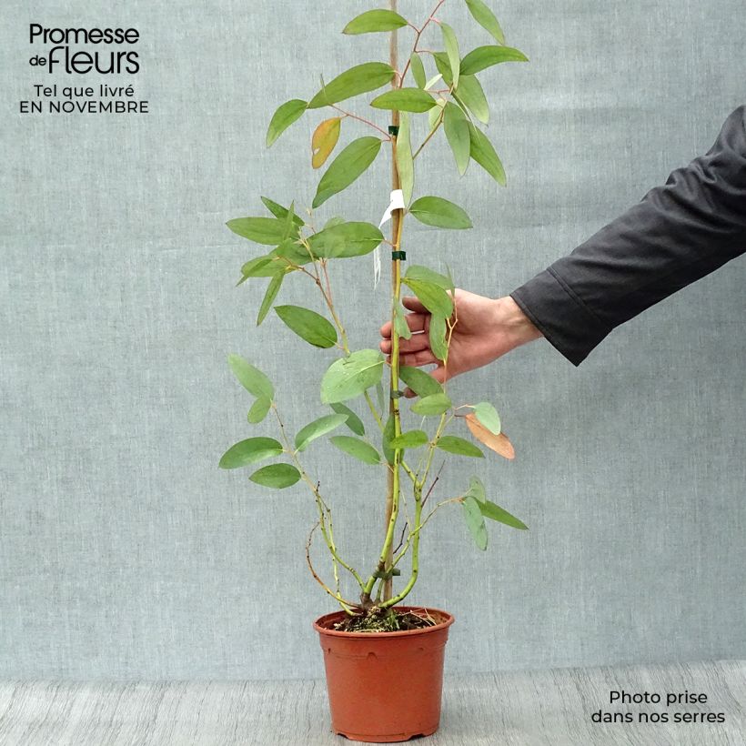 Exemplaar van Eucalyptus niphophila - Sneeuweucalyptus Pot van 3 l/4 l zoals geleverd in de herfst