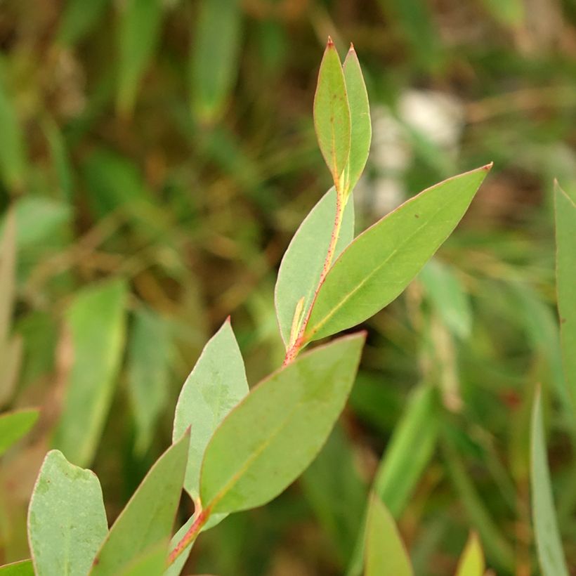 Eucalyptus nitida - Gomboom (Blad)