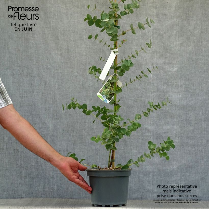 Exemplaar van Eucalyptus parviflora - Gomboom Pot van 3 l/4 l zoals geleverd in de zomer