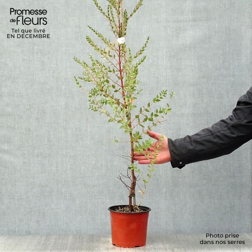 Example of Eucalyptus parviflora - Gomboom Pot van 3 l/4 l as you get in hiver