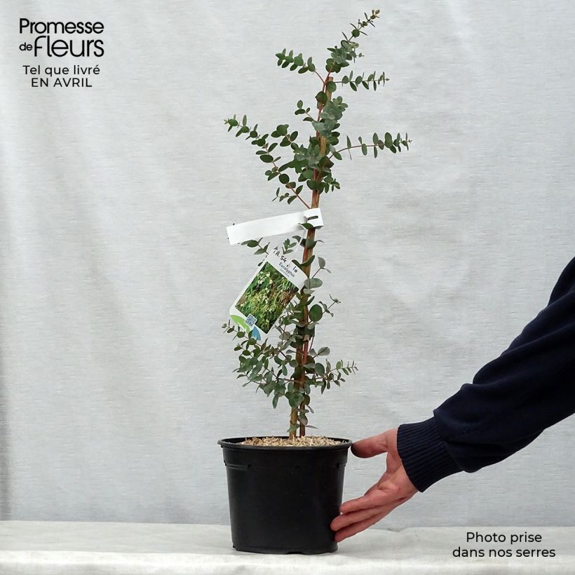 Exemplaar van Eucalyptus parviflora - Gomboom Pot van 3 l/4 l zoals geleverd in de lente