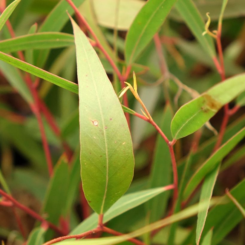 Eucalyptus stricta - Gomboom (Blad)