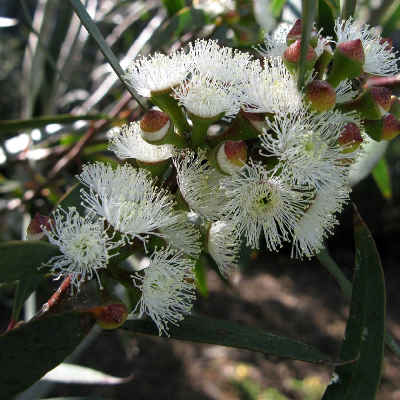 Eucalyptus gregsoniana - Gomboom (Flowering)