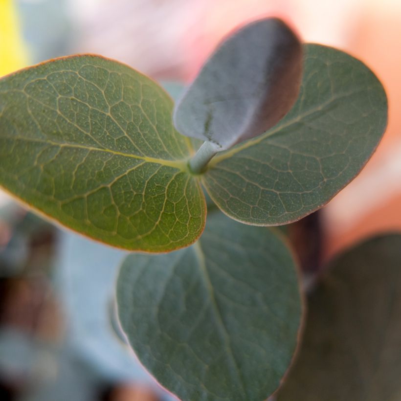 Eucalyptus pulverulenta Baby Blue Spiral (zaad) - Gomboom (Blad)