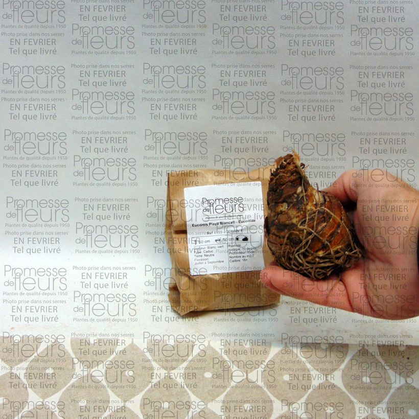 Voorbeeld van een exemplaar van Eucomis Playa Blanca - Kuiflelie Bol kaliber 18/20 zoals geleverd