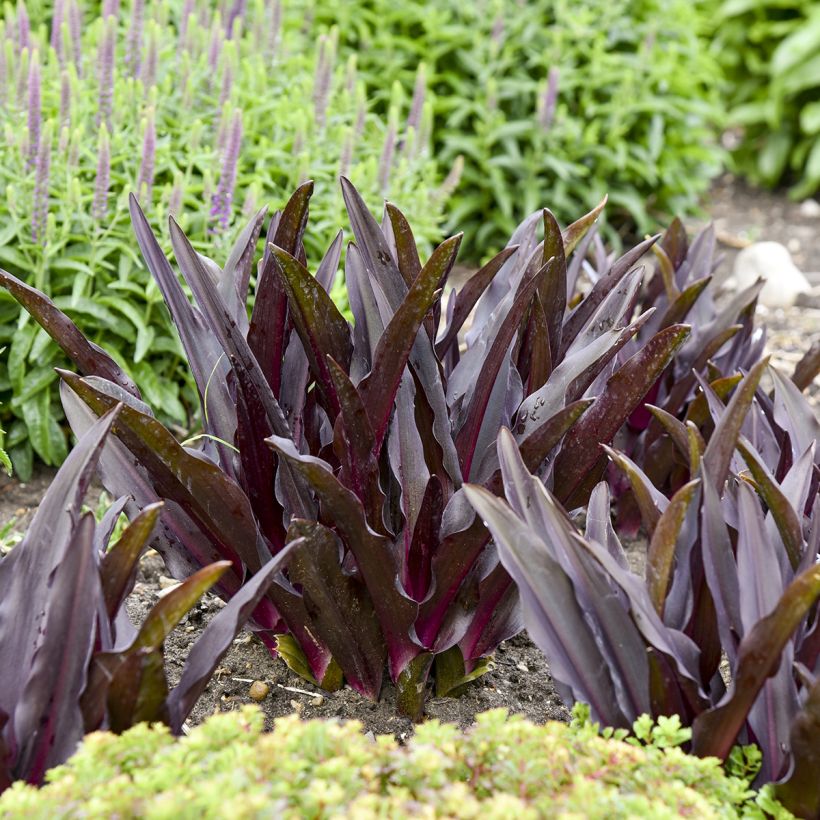 Eucomis Purple Reign - Kuiflelie (Blad)