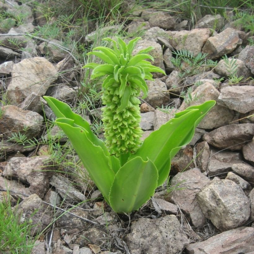 Eucomis autumnalis - Kuiflelie (Plant habit)