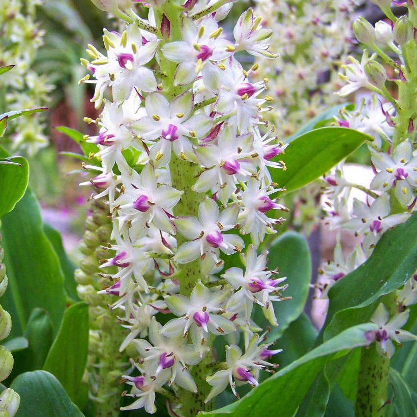 Eucomis bicolor - Kuiflelie (Flowering)