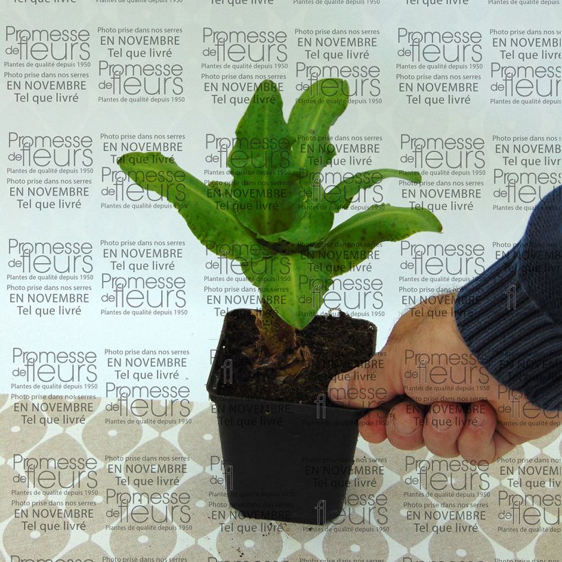 Voorbeeld van een exemplaar van Eucomis bicolor Alba - Kuiflelie Bol kaliber 16+ zoals geleverd