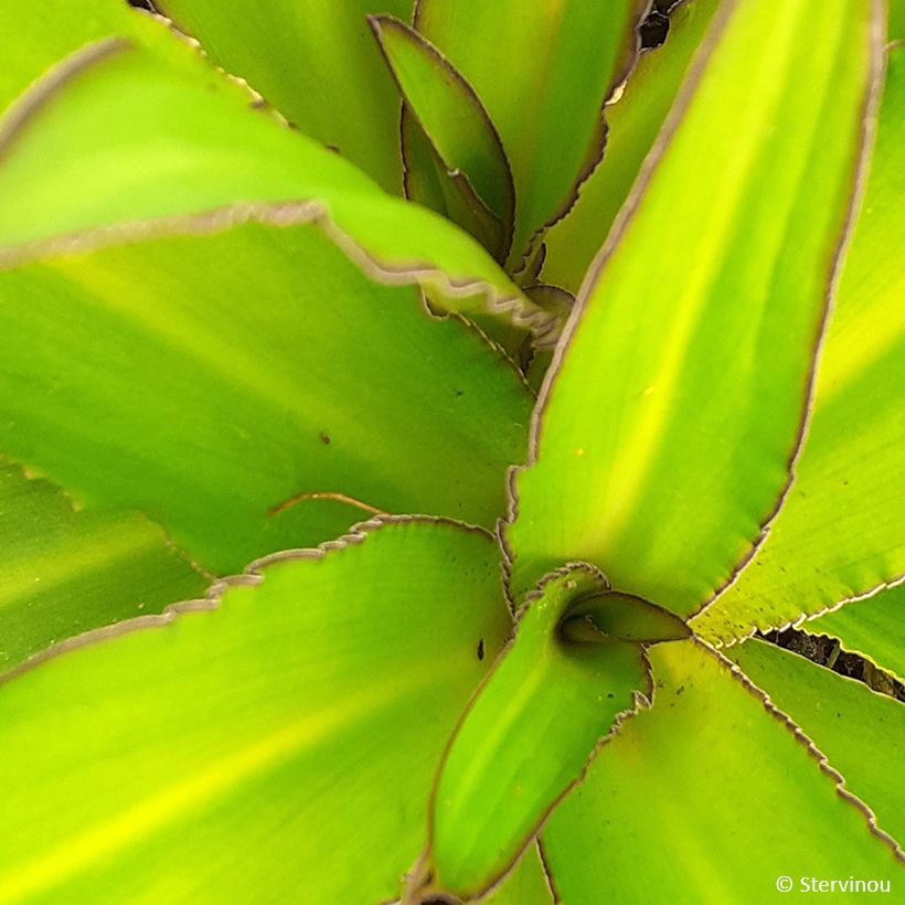 Eucomis comosa Can Can - Ananasplant (Blad)